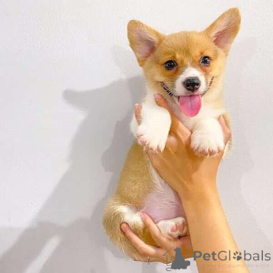 Photo №1. welsh corgi - à vendre en ville de Achaern | négocié | Annonce №169306