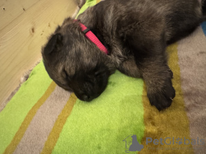 Photo №4. Je vais vendre berger allemand en ville de Květnice.  - prix - Gratuit