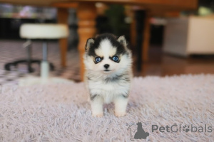 Photo №3. Dean Janet Kay Puppies House. USA