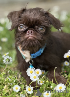 Photo №4. Je vais vendre chien à loutre en ville de Belgrade.  - prix - négocié