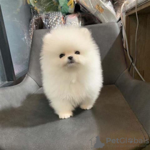 Photo №4. Je vais vendre spitz nain en ville de Wuppertal. annonce privée - prix - 360€