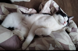 Photo №2 de l'annonce № 140656 de la vente  - acheter à Fédération de Russie annonce privée