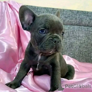 Photo №1.  - à vendre en ville de Bendigo | Gratuit | Annonce №161795