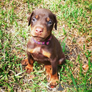 Photo №1. dobermann - à vendre en ville de Genève | négocié | Annonce №124409