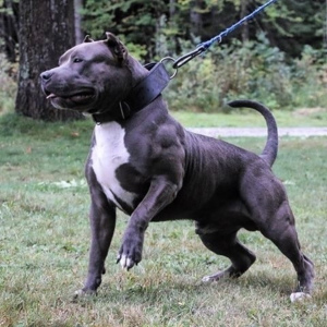 Photos supplémentaires: Chiots American Pit Bull Terrier
