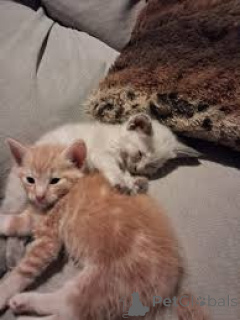 Photo №3. Noorse Boskat chatons à acheter. Pays Bas