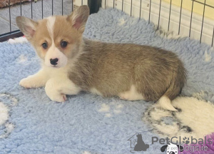 Photo №4. Je vais vendre welsh corgi en ville de Афины.  - prix - 250€