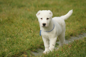 Photos supplémentaires: Chien de berger d'Asie centrale mâle