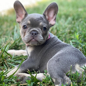 Photo №1. bouledogue - à vendre en ville de Wetzikon | Gratuit | Annonce №129171