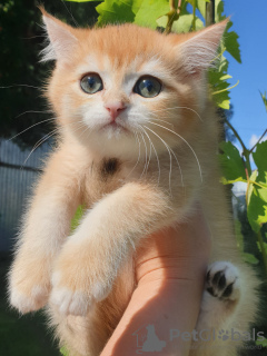 Photo №2 de l'annonce № 112319 de la vente british shorthair - acheter à Fédération de Russie annonce privée, de la fourrière, éleveur