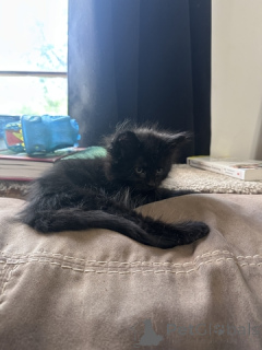 Photo №4. Je vais vendre maine coon en ville de 9, Double Shoals.  - prix - 64€