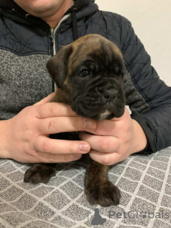 Photo №3. Boxeur allemand. Serbie