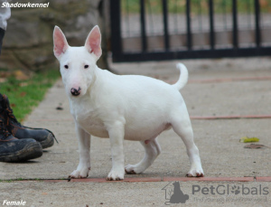 Photo №4. Je vais vendre bull terrier en ville de Belgrade.  - prix - 650€