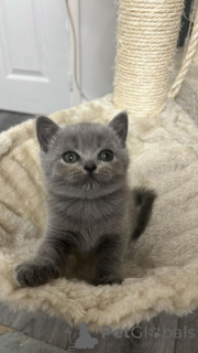 Photo №2 de l'annonce № 164555 de la vente british shorthair - acheter à Allemagne 