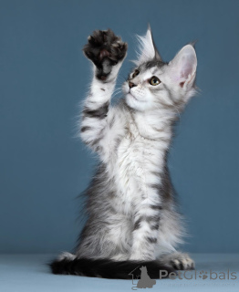 Photo №3. Chatons Maine Kun. Fédération de Russie