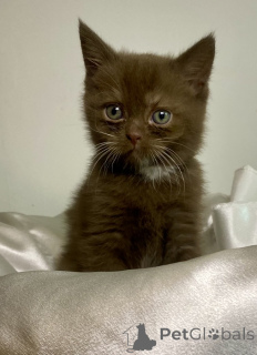 Photo №1. british longhair - à vendre en ville de Anvers | Gratuit | Annonce № 173992