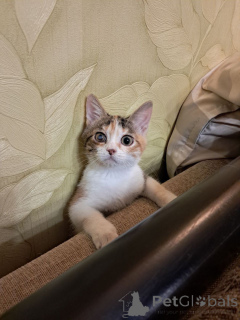 Photo №2 de l'annonce № 162927 de la vente  - acheter à Fédération de Russie annonce privée