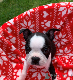 Photo №3. Chiots Boston Terrier. Belgique