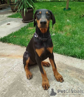 Photo №1. dobermann - à vendre en ville de Belgrade | 350€ | Annonce №116340