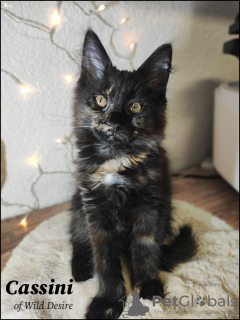 Photo №4. Je vais vendre maine coon en ville de Karlsruhe.  - prix - 950€