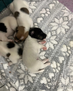 Photo №1. jack russell terrier - à vendre en ville de Alkmar | 600€ | Annonce №172083