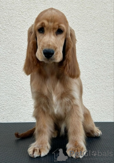 Photo №1. cocker spaniel anglais - à vendre en ville de Ada | 500€ | Annonce №123425