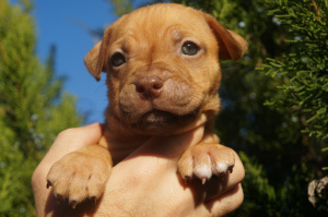 Photos supplémentaires: Chenil LOIGHY HEARTS, chiots élevage sportif pit bull terrier