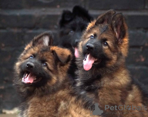 Photos supplémentaires: Magnifiques chiots berger allemand dsh.