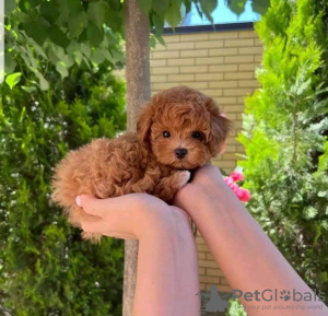 Photo №1. caniche (jouet) - à vendre en ville de Los Angeles | 663€ | Annonce №124205