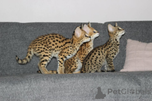 Photos supplémentaires: chatons ocelot , serval et caracal disponibles