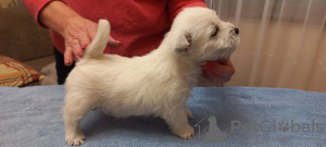 Photo №3. Meilleurs chiots West Highland White Terrier à vendre. La Lettonie