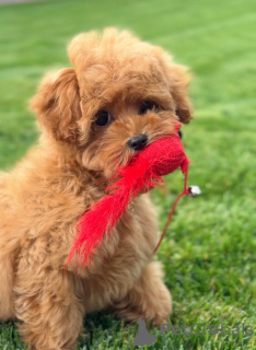 Photo №1. caniche (jouet) - à vendre en ville de Borough de Londres de Camden | négocié | Annonce №155038