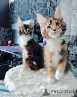 Photo №1. maine coon - à vendre en ville de Cendre | négocié | Annonce № 166216