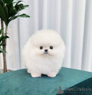 Photo №4. Je vais vendre spitz nain en ville de Essen. annonce privée - prix - 350€