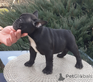Photo №2 de l'annonce № 135315 de la vente bouledogue - acheter à Serbie éleveur