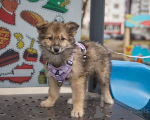 Photo №3. Vous cherchez une princesse miniature Luna cherche une maison!. Fédération de Russie