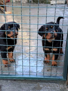 Photo №4. Je vais vendre rottweiler en ville de Belgrade.  - prix - négocié