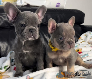 Photo №1. bouledogue - à vendre en ville de Munich | négocié | Annonce №139193