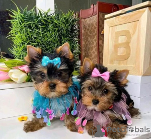 Photo №1. yorkshire terrier - à vendre en ville de Miami | négocié | Annonce №121584