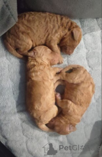 Photo №4. Je vais vendre caniche (jouet) en ville de Belgrade.  - prix - négocié