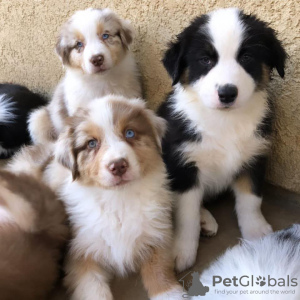 Photo №1. border collie - à vendre en ville de Helsinki | 379€ | Annonce №56466