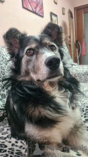 Photo №4. Je vais vendre chien bâtard en ville de Volgograd. annonce privée - prix - Gratuit