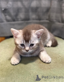 Photo №1. british shorthair - à vendre en ville de Bottrop | 350€ | Annonce № 153579