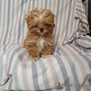 Photo №1. caniche (jouet) - à vendre en ville de Munich | 450€ | Annonce №159053