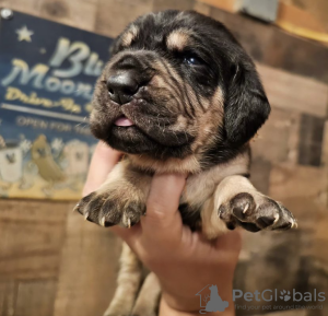 Photo №2 de l'annonce № 105243 de la vente rottweiler - acheter à USA annonce privée, éleveur