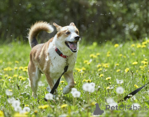 Photos supplémentaires: Chiot mignon entre de bonnes mains.