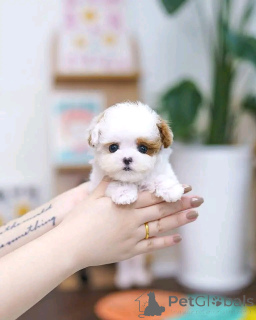 Photo №3. Chiot de shitzu miniature pour adoption. USA