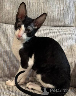 Photo №1. cornish rex - à vendre en ville de Anderlecht | négocié | Annonce № 173217