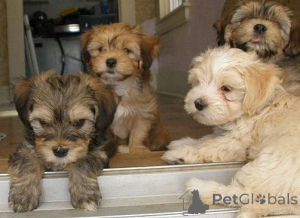 Photo №1. bichon havanais - à vendre en ville de Leimen | 450€ | Annonce №171461