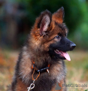 Photo №3. Magnifiques chiots berger allemand dsh.. Allemagne